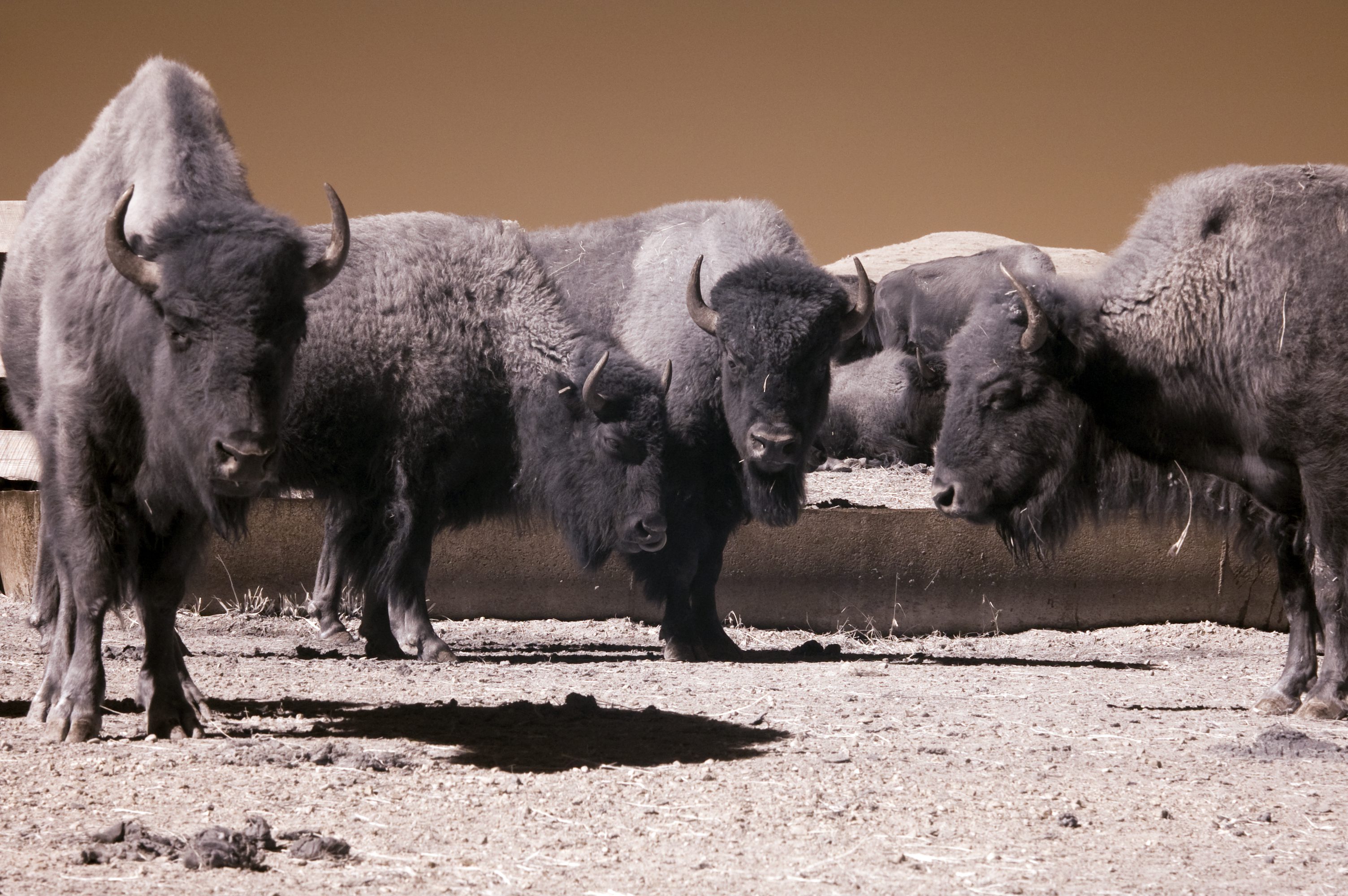 DSC_1601 A herd of bison walking across the desert.